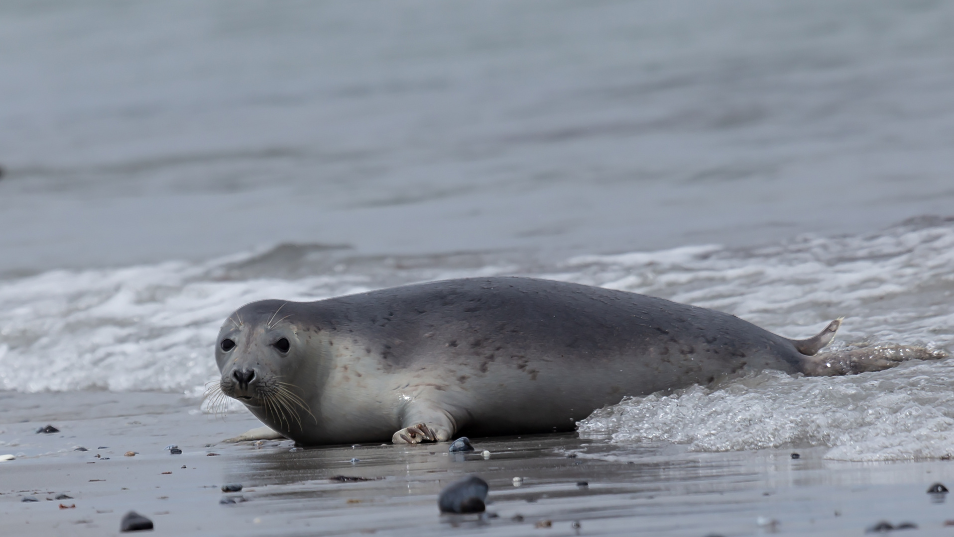 Kegelrobben auf Helgoland