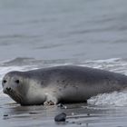 Kegelrobben auf Helgoland