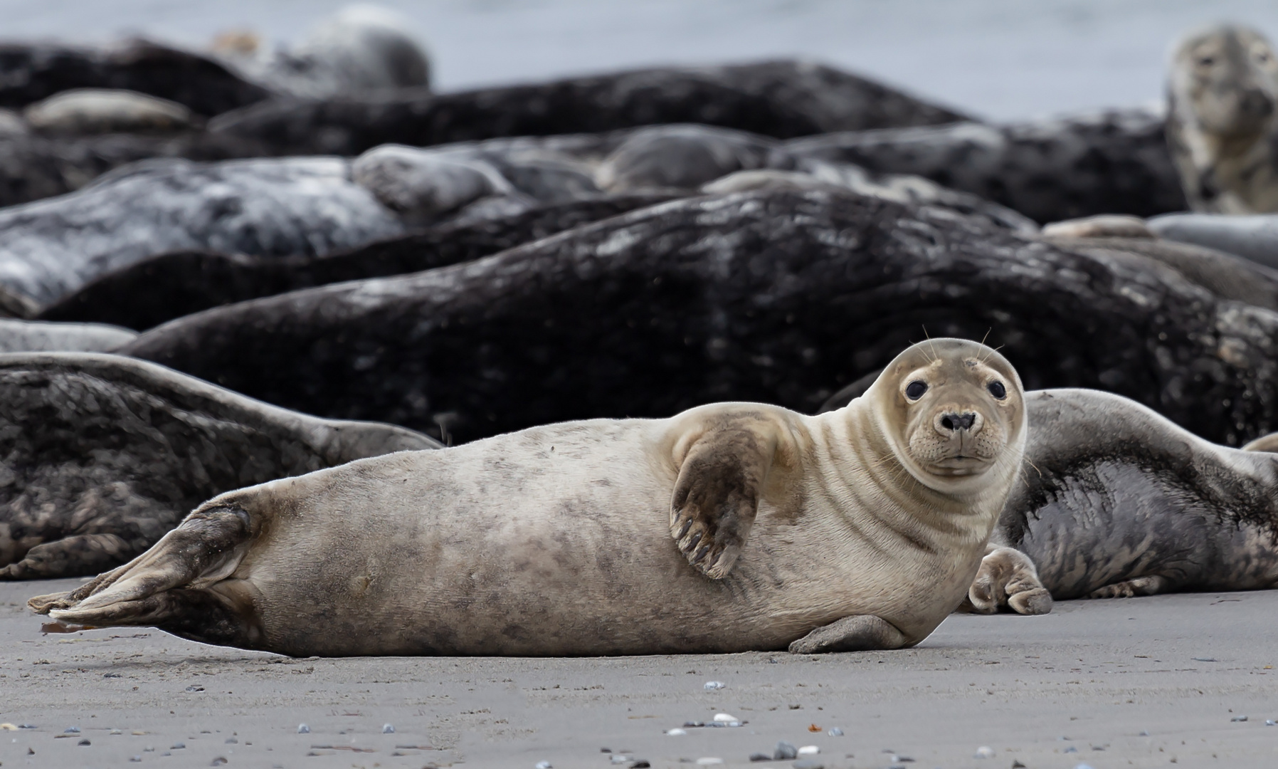 Kegelrobben auf Helgoland