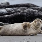 Kegelrobben auf Helgoland