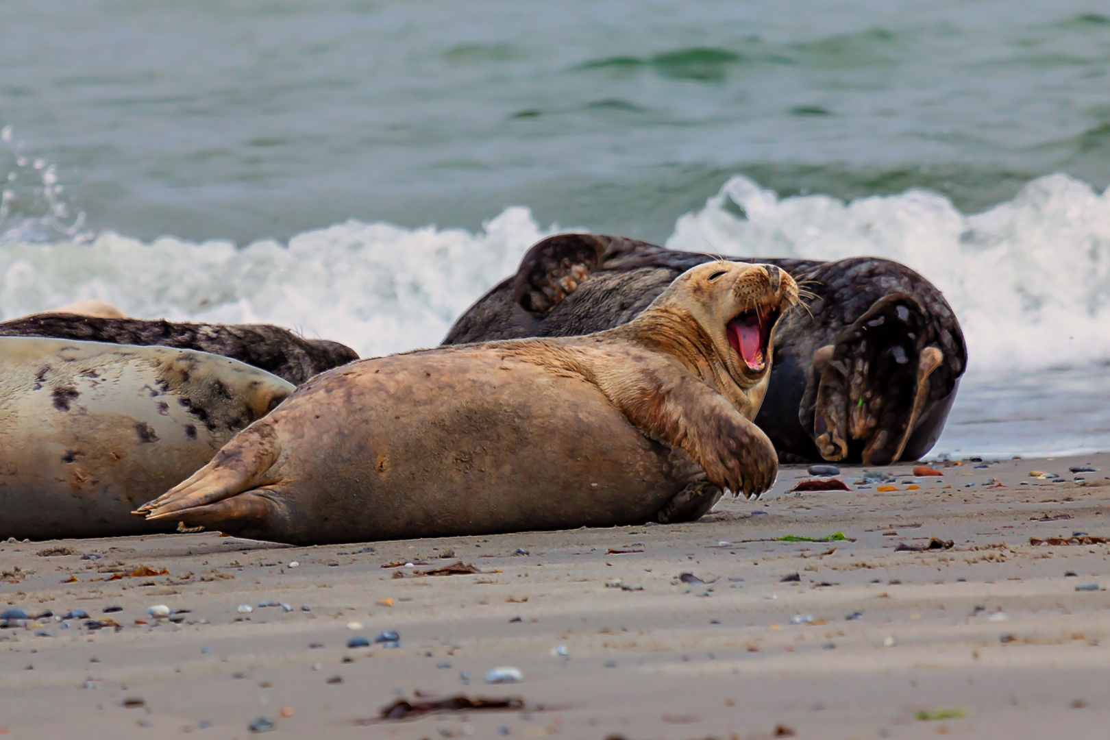 Kegelrobben auf Helgoland