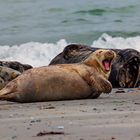 Kegelrobben auf Helgoland