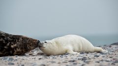 Kegelrobben auf Helgoland