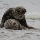 Kegelrobben auf Helgoland