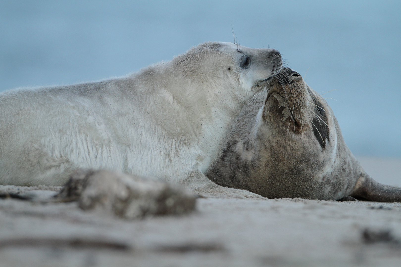 Kegelrobben auf Helgoland - Mutter mit Kind