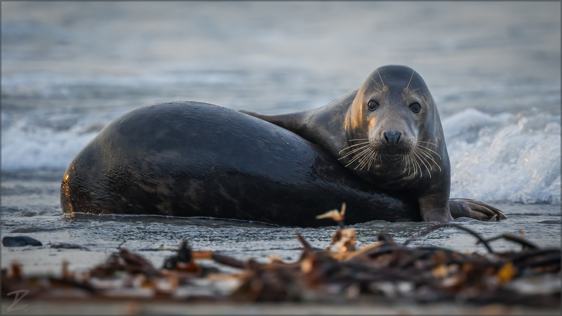 Kegelrobben (Grey seals)