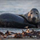 Kegelrobben (Grey seals)