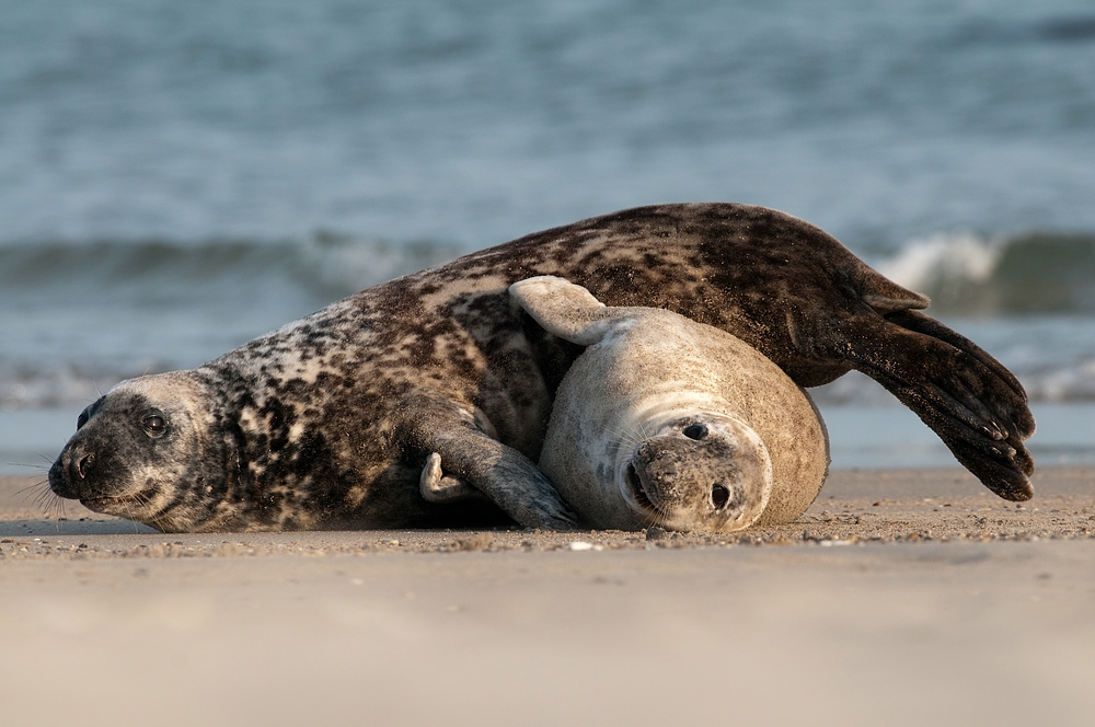 Kegelrobben (Halichoerus grypus)