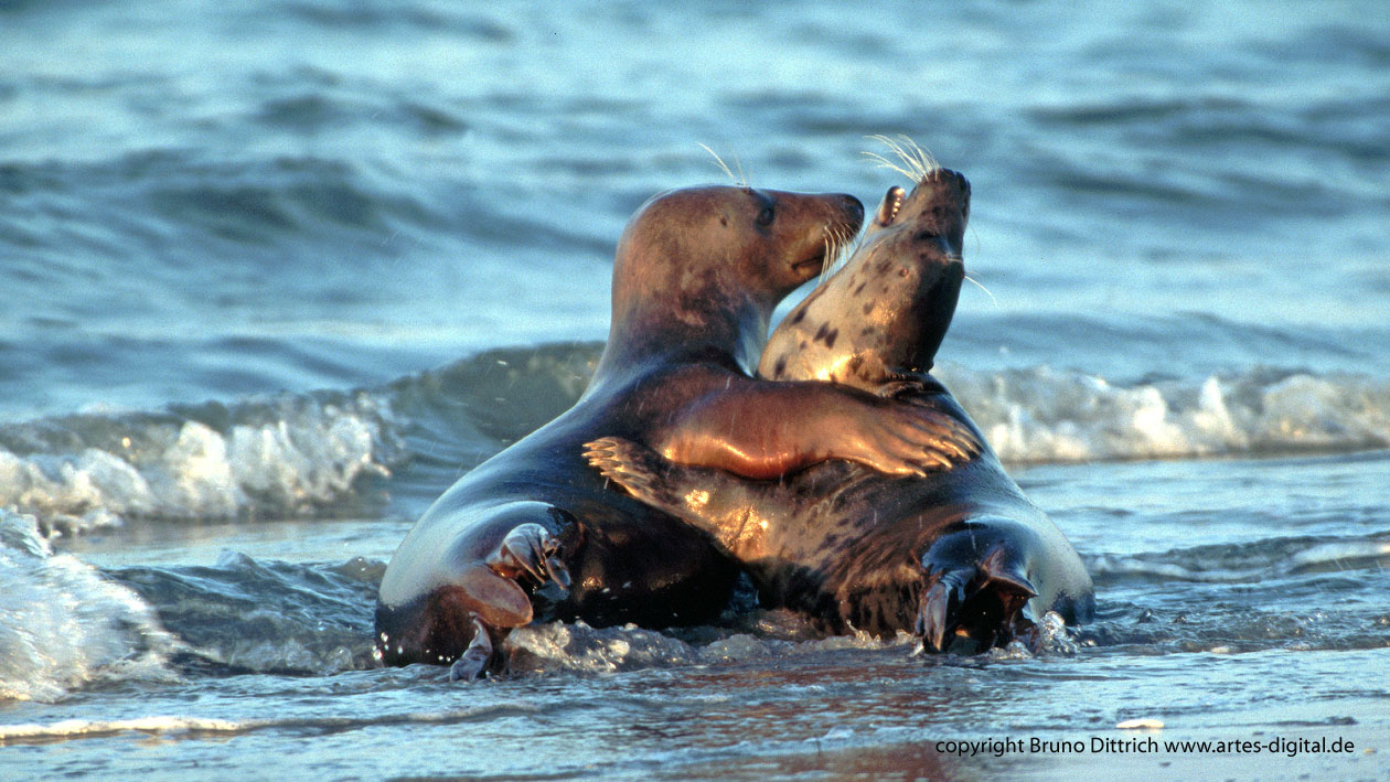 Kegelrobben kuscheln Helgoland