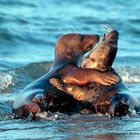 Kegelrobben kuscheln Helgoland