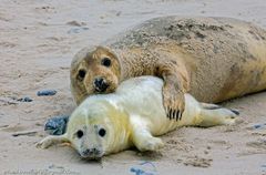 Helgoland