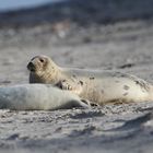 Kegelrobben - Mutter und Kind - auf der Helgoländer Düne