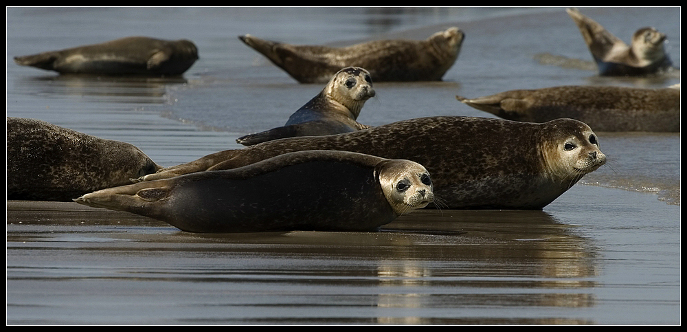 Kegelrobben von Helgoland