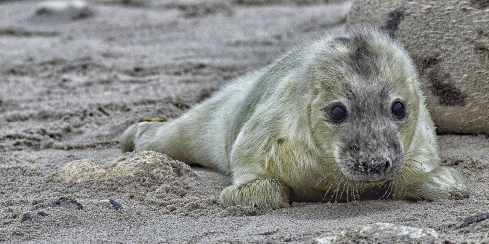 Kegelrobbenbaby Foto & Bild | tiere, wildlife, säugetiere Bilder auf fotocommunity