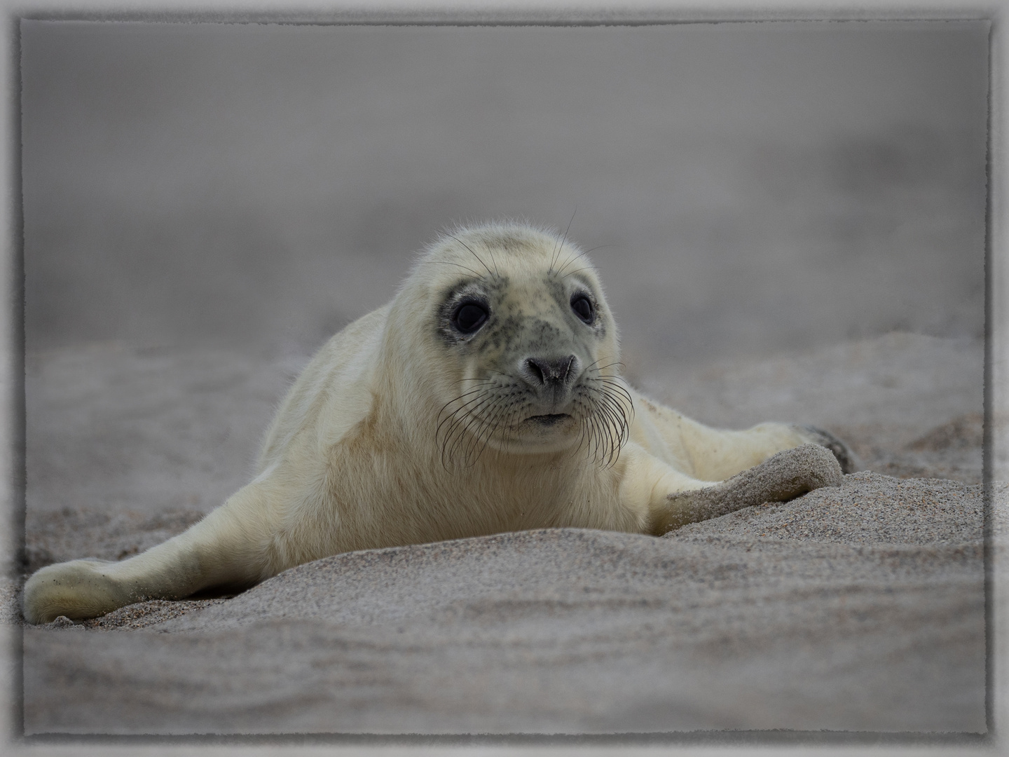 Kegelrobbenbaby auf Helgoland