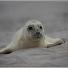 Kegelrobbenbaby auf Helgoland