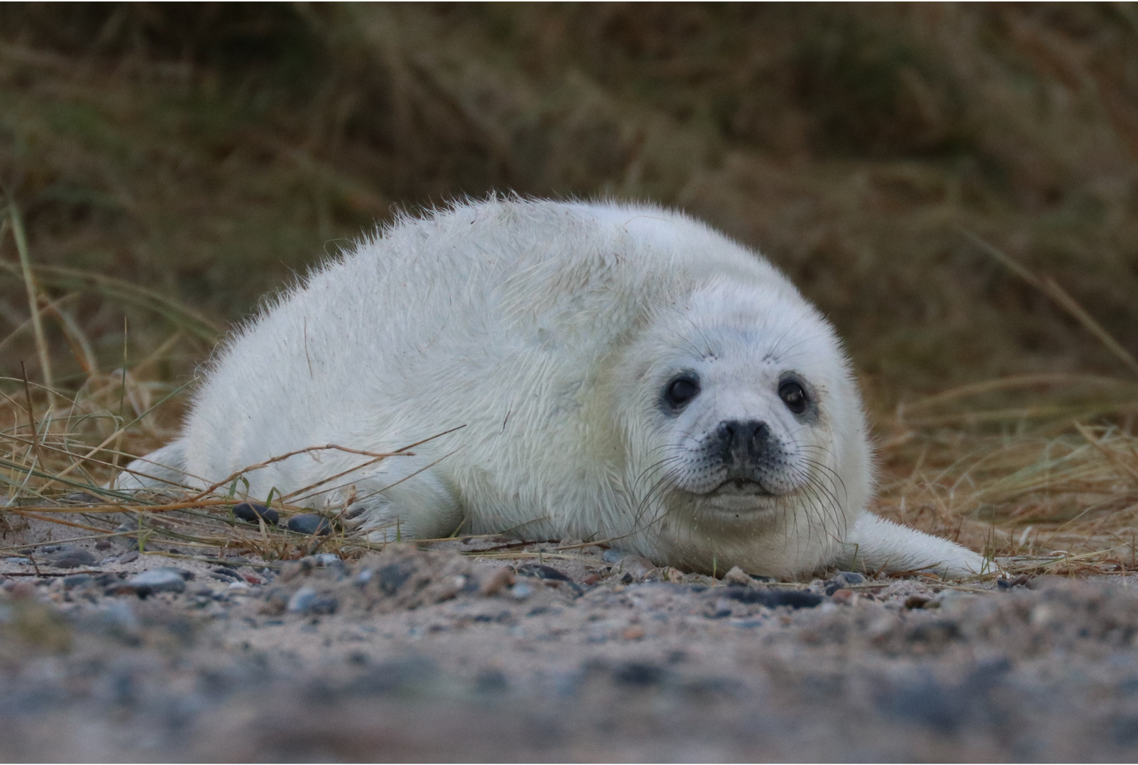 Kegelrobbenbaby Foto & Bild | tiere, wildlife, säugetiere Bilder auf fotocommunity