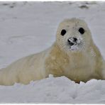 Kegelrobbenbaby im Schnee