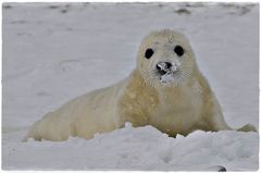 Kegelrobbenbaby im Schnee