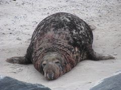 Kegelrobbenbulle auf der Düne vor Helgoland