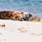 Kegelrobben_Helgoland_042018 (466 von 1)