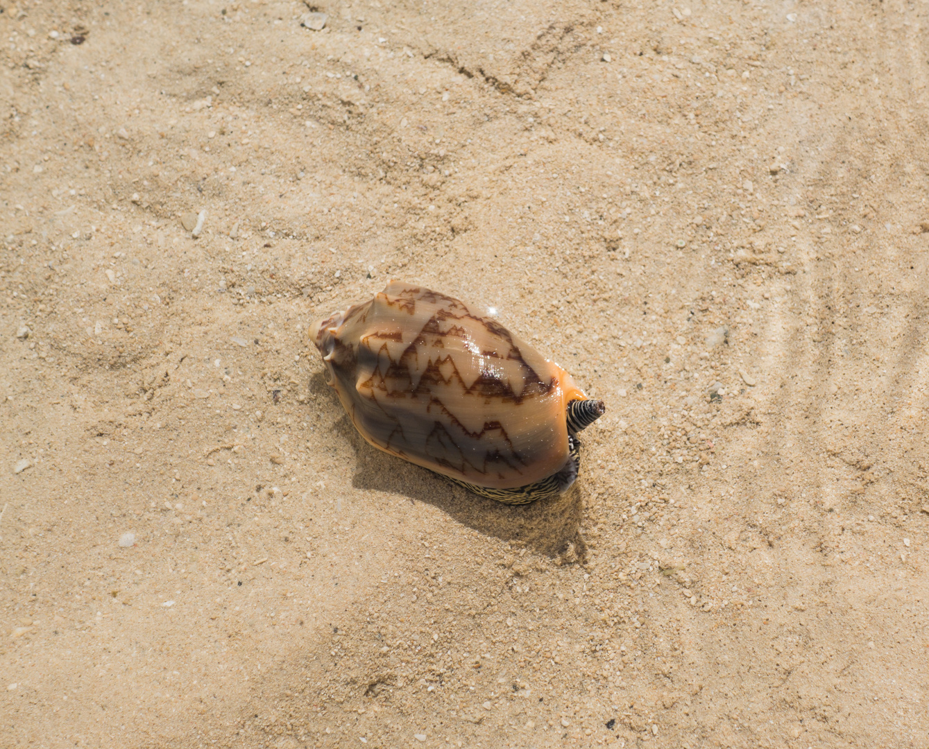 Kegelschnecke am Strand in Caramoan