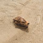 Kegelschnecke am Strand in Caramoan