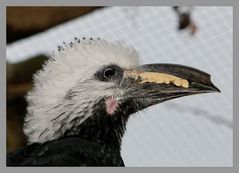 Kehlfleck Zeichen des Männchens