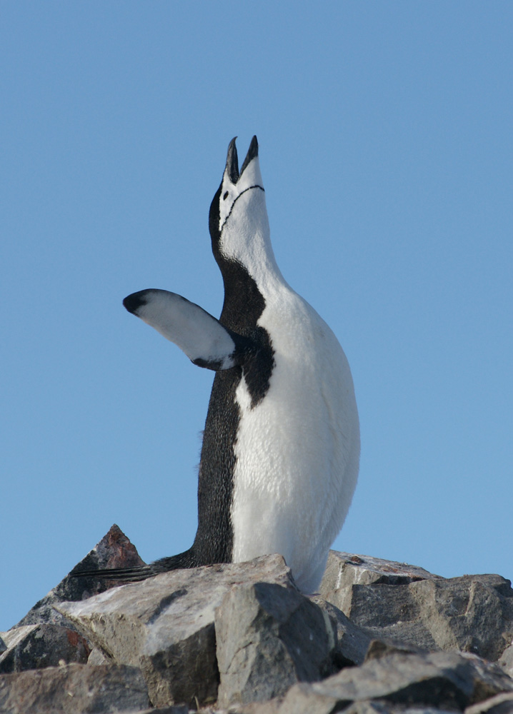 Kehlstreifenpinguin