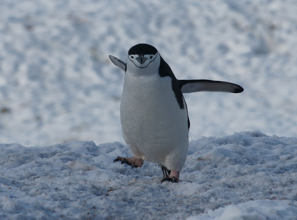 Kehlstreifenpinguin