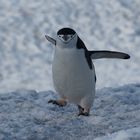 Kehlstreifenpinguin