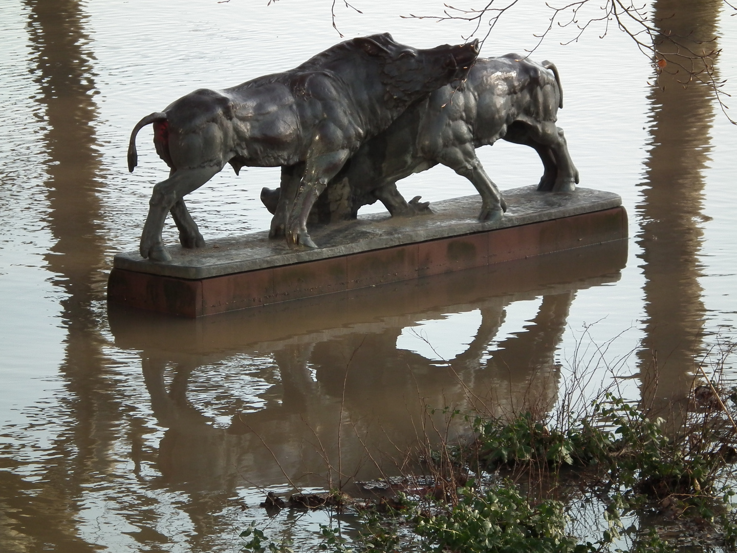 Keiler beim Kampf im Park