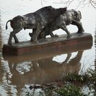 Keiler beim Kampf im Park