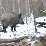 Keiler im Schnee