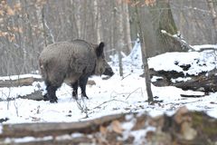 Keiler im Schnee