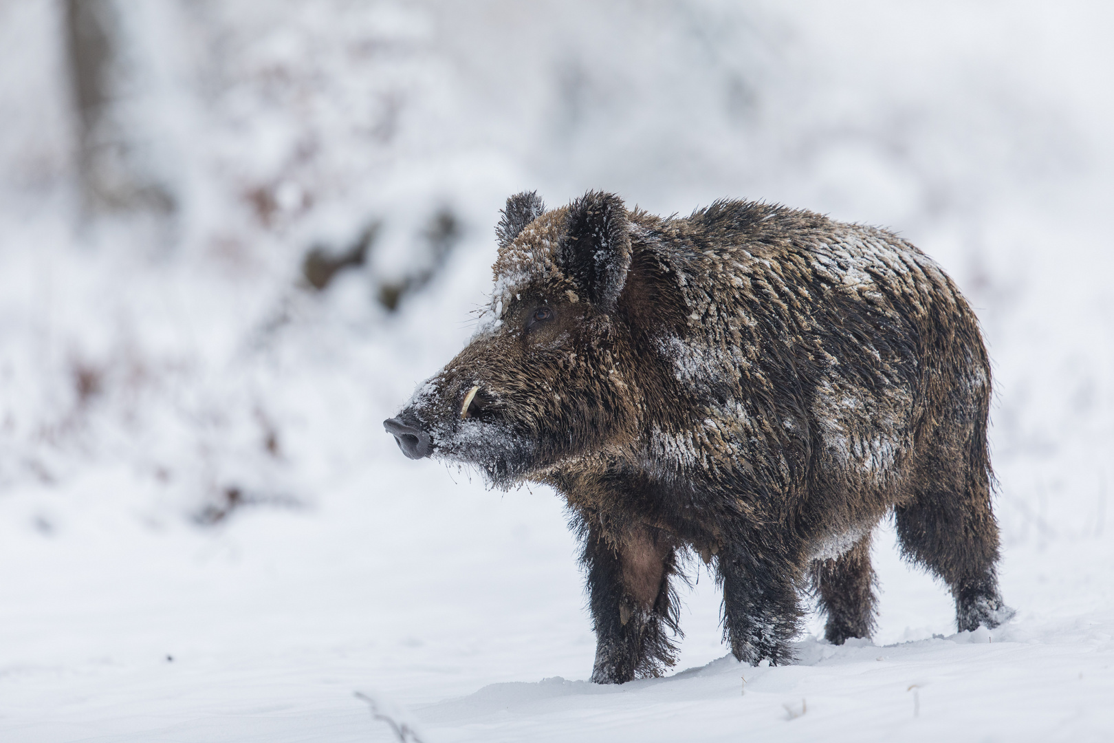 Keiler im Winterwald...