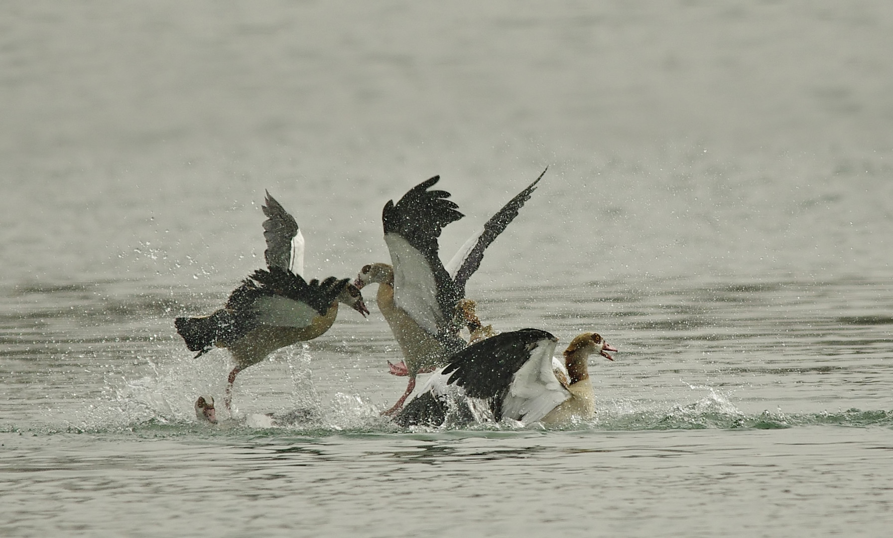 Keilerei unter Nilgänsen