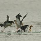 Keilerei unter Nilgänsen