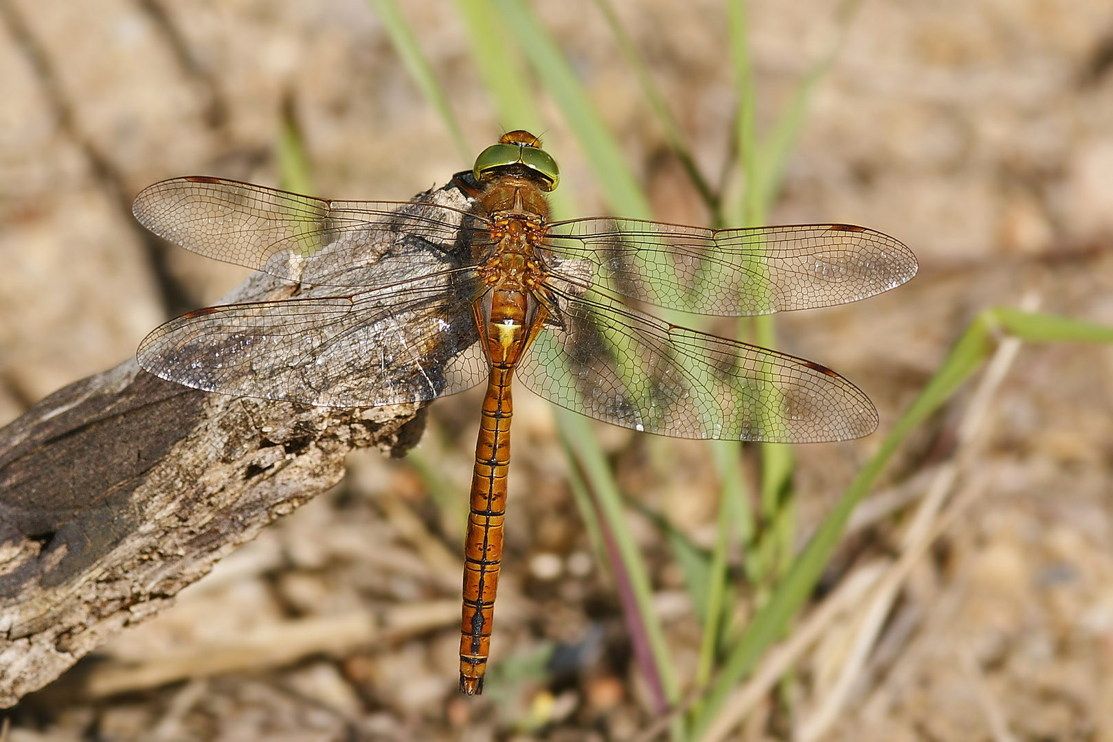 Keilfleck-Libelle (Aeshna isoceles)