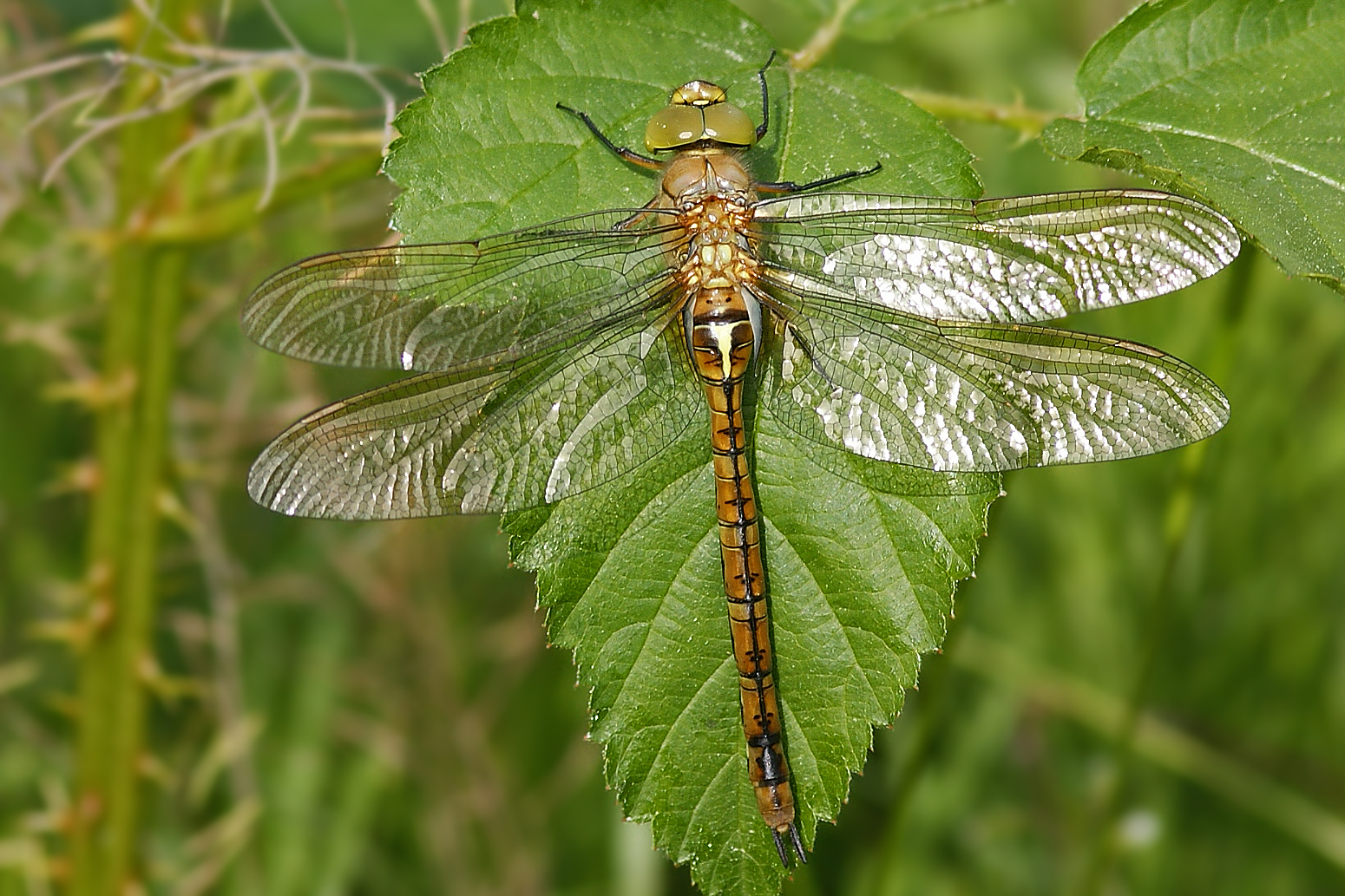 Keilfleck-Libelle (Aeshna isoceles)