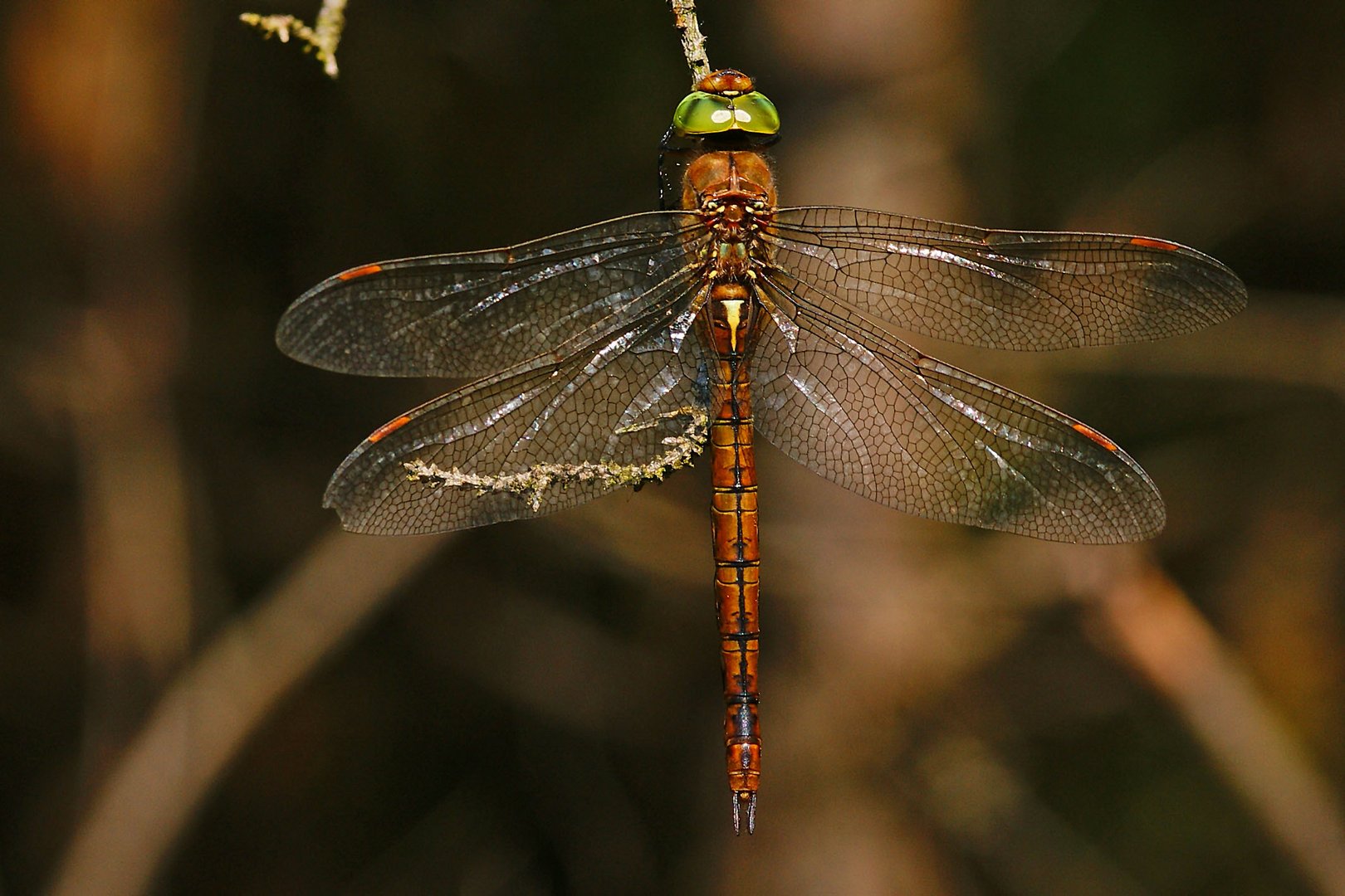 Keilfleck-Libelle (Aeshna isoceles)