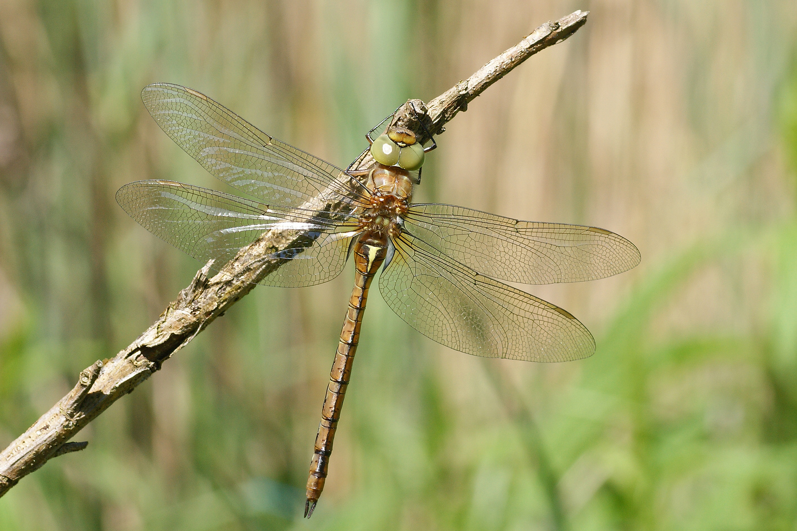 Keilfleck-Libelle (Aeshna isoceles)