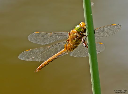  Keilfleck-Mosaikjungfer 