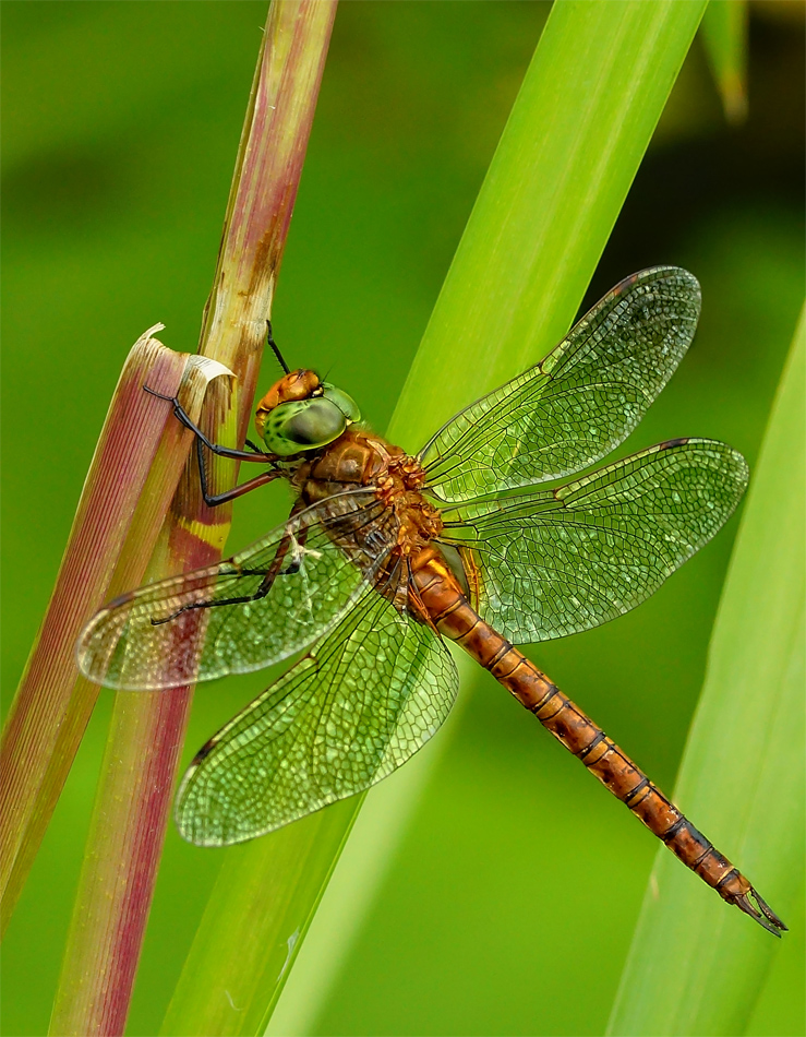 Keilfleck Mosaikjungfer (Aeshna isoceles)