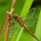 Keilfleck Mosaikjungfer (Aeshna isoceles)