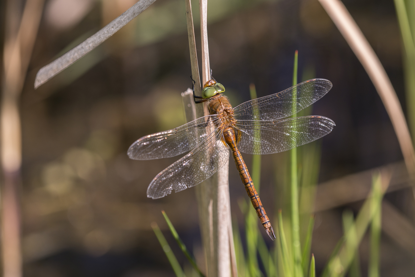 Keilfleck-Mosaikjungfer – Aeshna isoceles