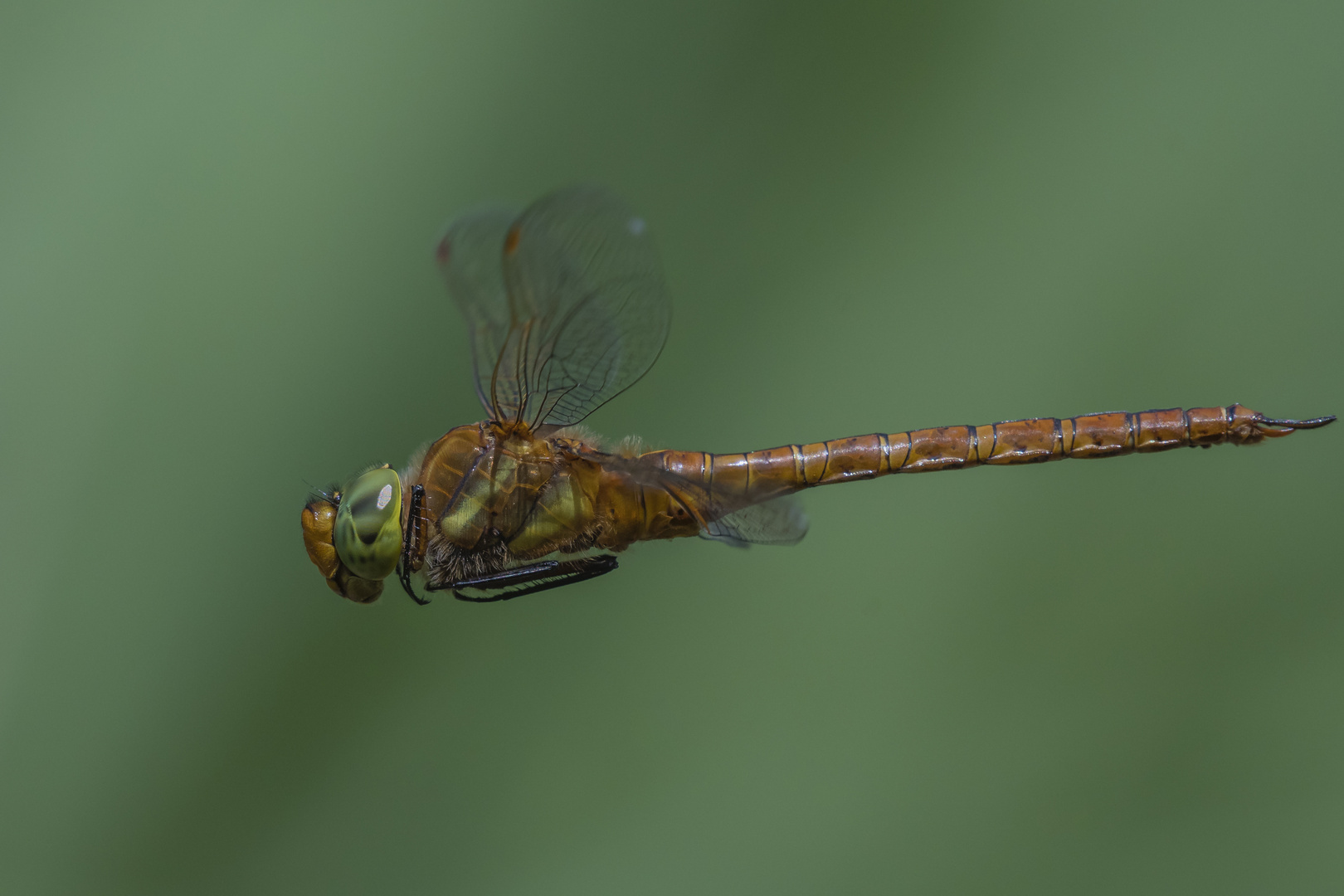 Keilfleck-Mosaikjungfer (Aeshna isoceles), 