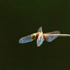 Keilfleck-Mosaikjungfer  (Aeshna isoceles) ... diese schönen grünen Augen! 