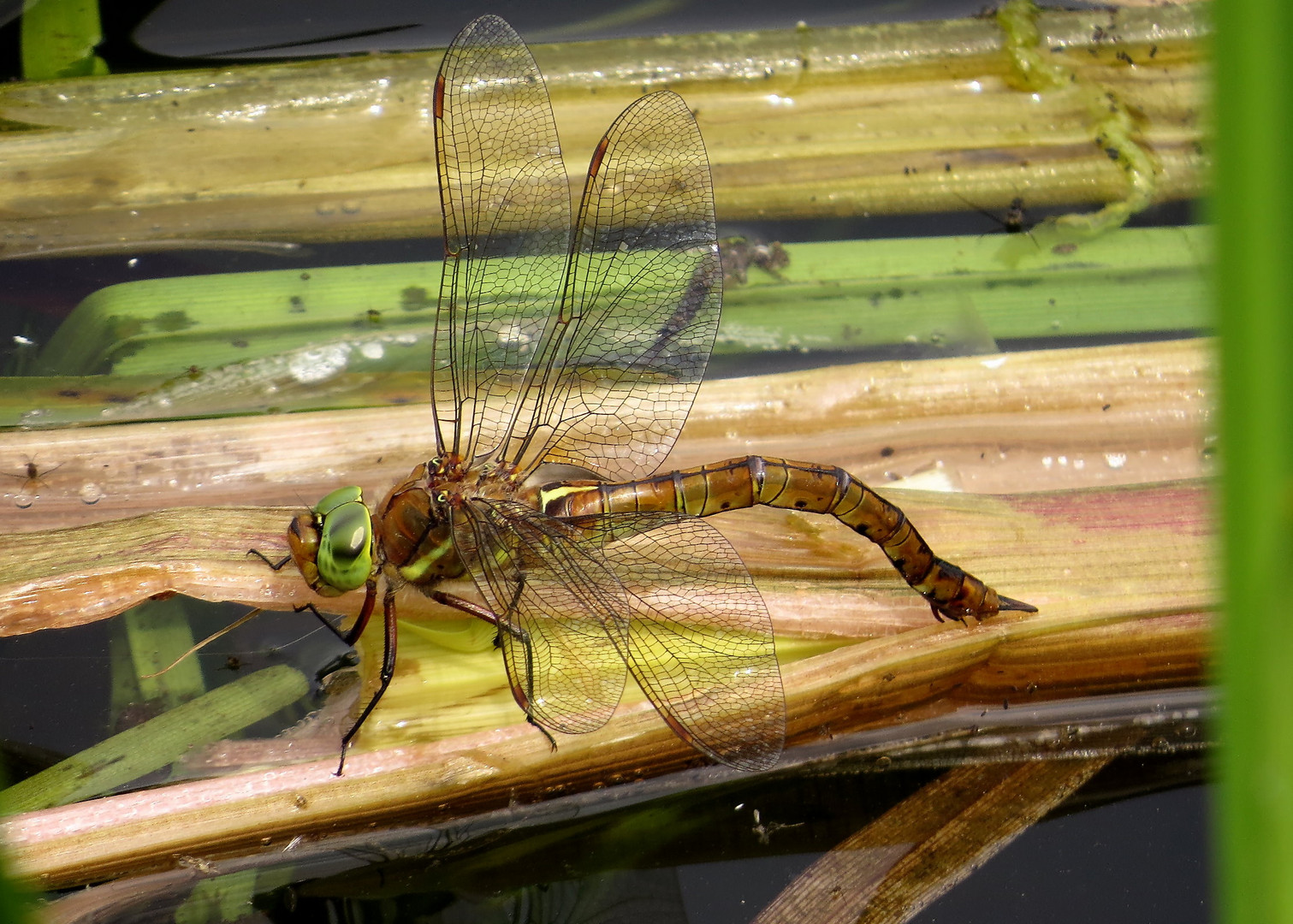 Keilfleck-Mosaikjungfer (Aeshna isoceles), oft als Keilflecklibelle bezeichnet, legt Eier ab.