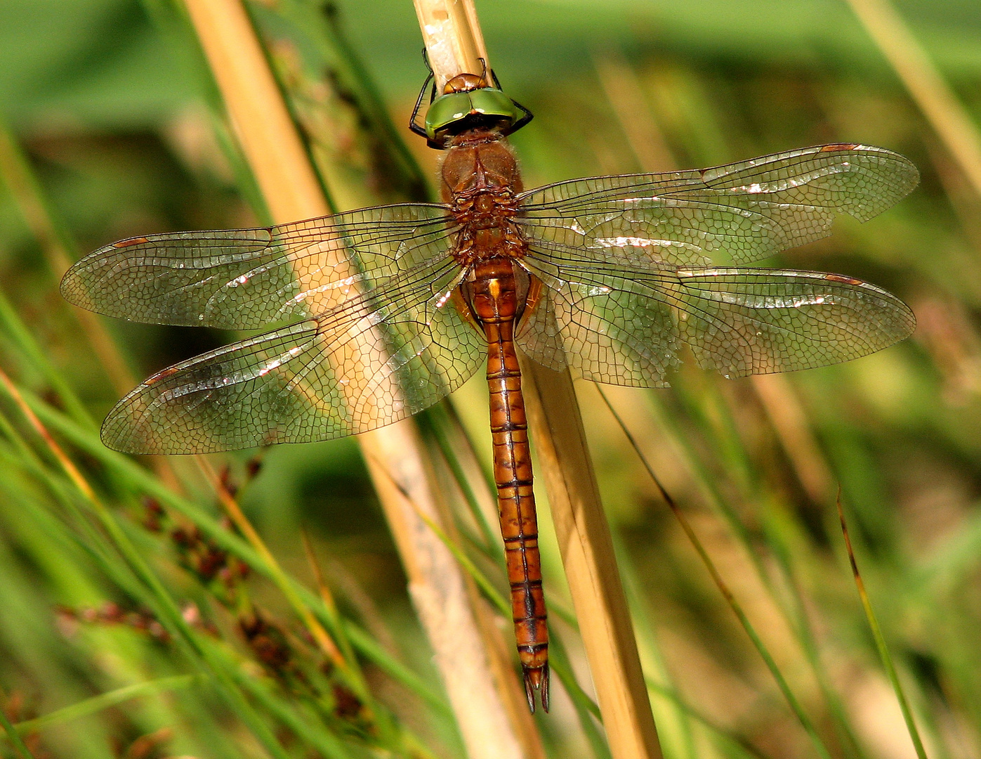 Keilfleck-Mosaikjungfer (Aeshna isoceles), oft als Keilflecklibelle bezeichnet, Männchen